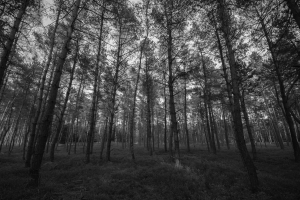 Black and white forest
